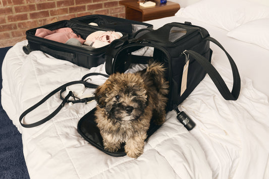 Pet Travel Made Easy: Choosing the Right Carrier & Navigating Airline Regulations