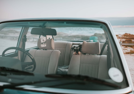 Funny little dog on a road trip