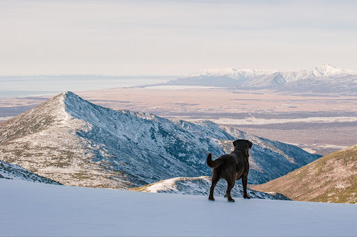 Black dog standing on the edge of the cliff high in the mountains