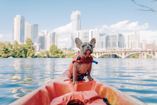 little dog sitting on a kanu wearing life jacket