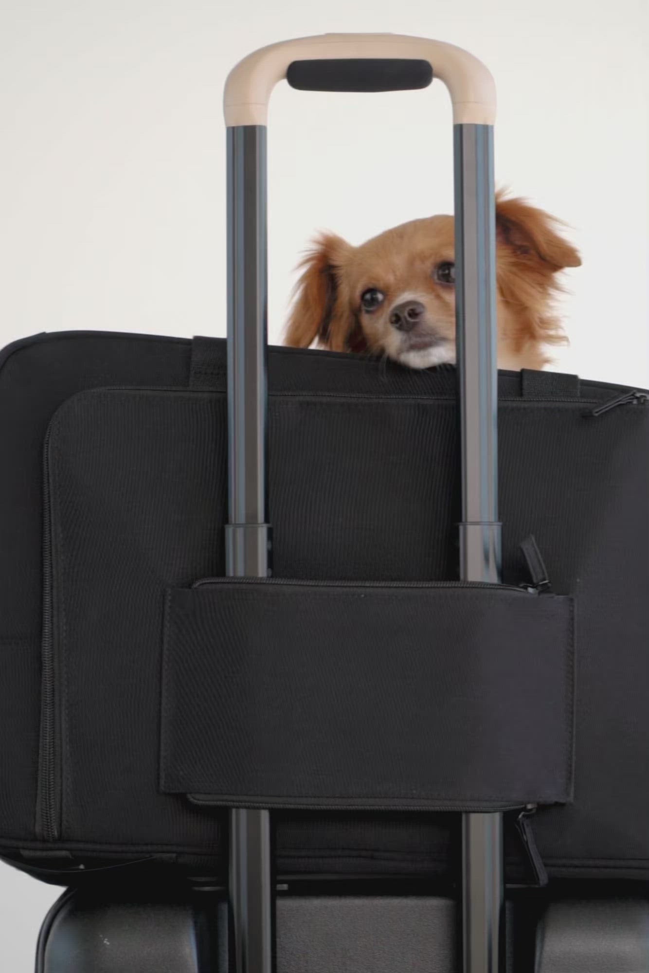 Brada pet shoulder bag 534# - Dog Designer Shop